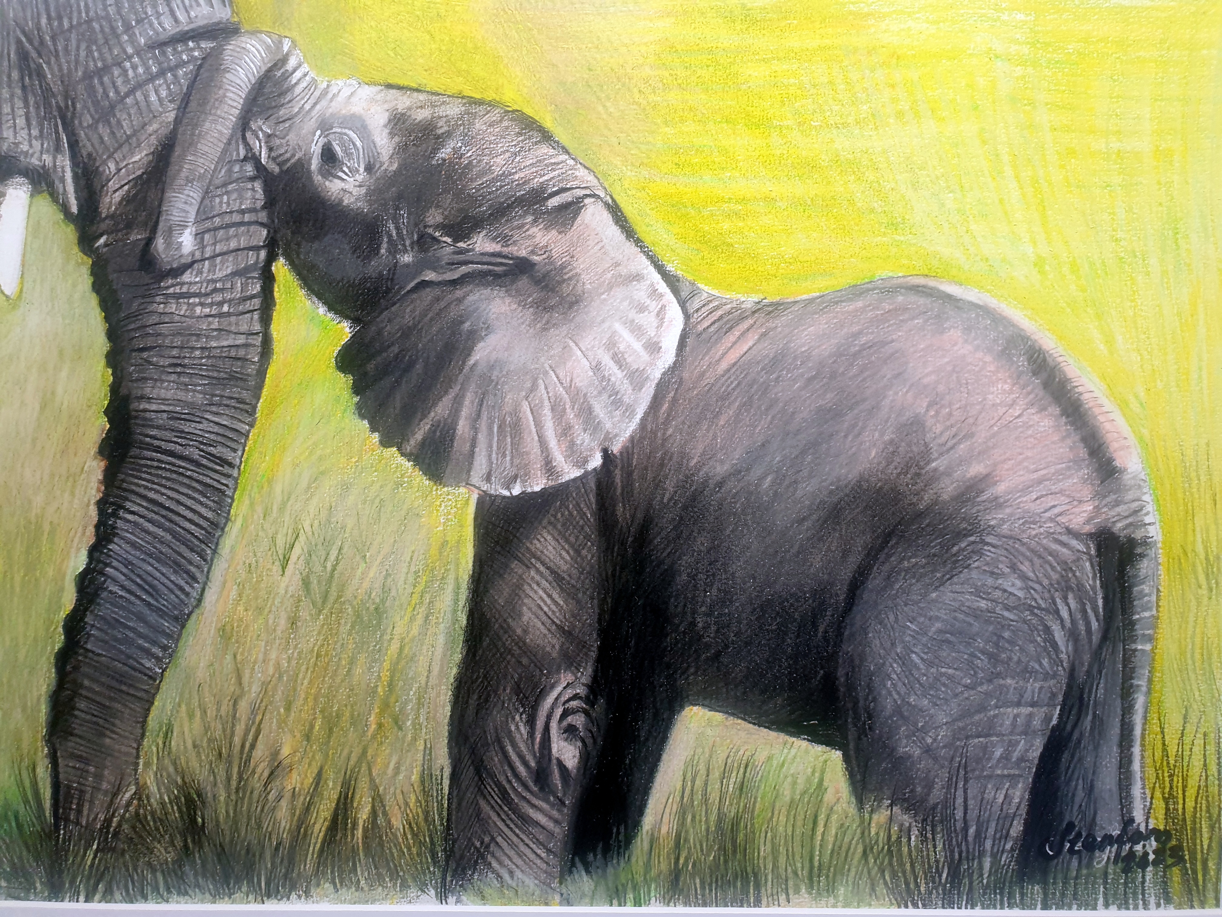 baby elefant